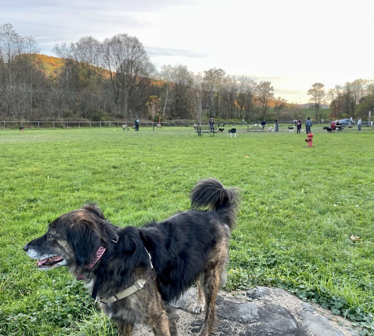 canine-commons-dog-park-photo